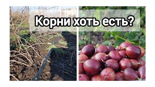 Копаем отводки крыжовника на доращивание с ЗКС