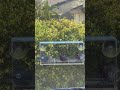 Window Bird Feeder by Nature’s Hangout - Award-Winning Clear Acrylic Bird Feeders for Outdoors, No A