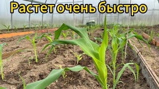 Эта сладкая кукуруза растет как на дрожжах. УСТАНАВЛИВАЮ ПЕЧЬ В ТЕПЛИЦЕ ПЕРЕД ХОЛОДАМИ.