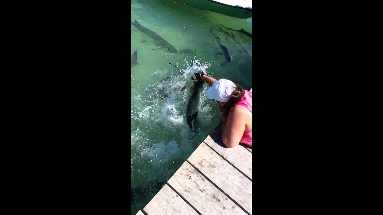 Tarpon fishing by hand