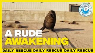 5 Tries, 1 Napping Seal, 0 Chill (Antoine's Worst Day)