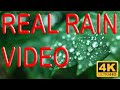 Real rain audio and footage  10 hours  4k u.