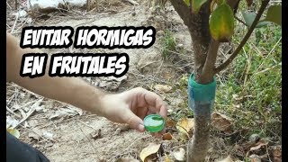 Como Eliminar y Controlar Hormigas en Arboles Frutales | Experimentos -  YouTube