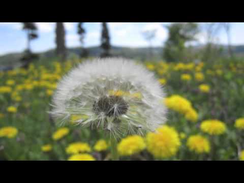 TOMA 苫米地義久／風のメロディーKaze no Melody (A Musical Excursion Through Azumino)