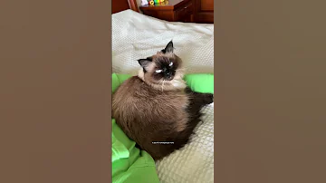 Могут ли кошки чувствовать беременность хозяйки?