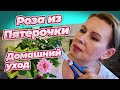 ДОМАШНЯЯ РОЗА ИЗ СУПЕРМАРКЕТА УХОД И ПЕРЕСАДКА РОЗА КОРДАНА