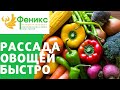 Как быстро вырастить рассаду овощей!