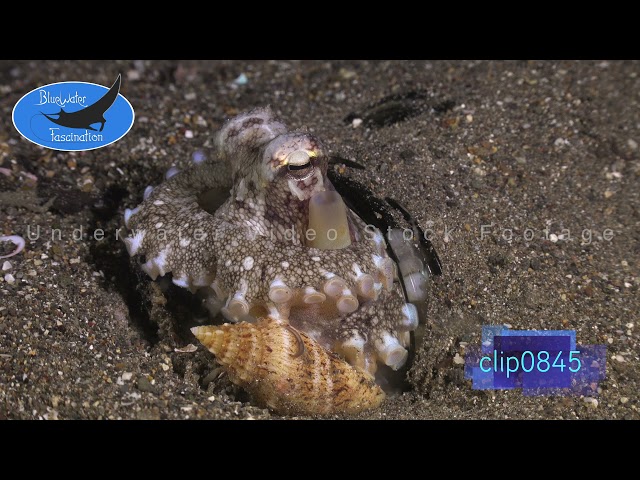 0845_Coconut octopus close up shell. 4K Underwater Royalty Free Stock Footage.