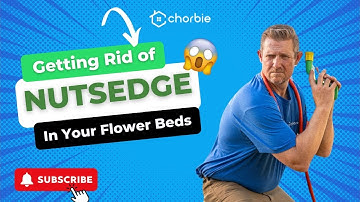 How to Get Rid of Nutsedge in Your Yard (Step-by-Step from an Expert)