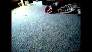 VideoNow XP with crazy minor speed issues (A problem for all VideoNow Color Players)
