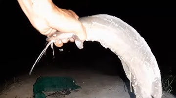 Cắm Câu Mồi Này Thì Cá Lóc , Trê , Rô Mề Hết Sạch # SĂN BẮT ĐỒNG THÁP #