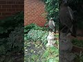 Tiger perched on an owl