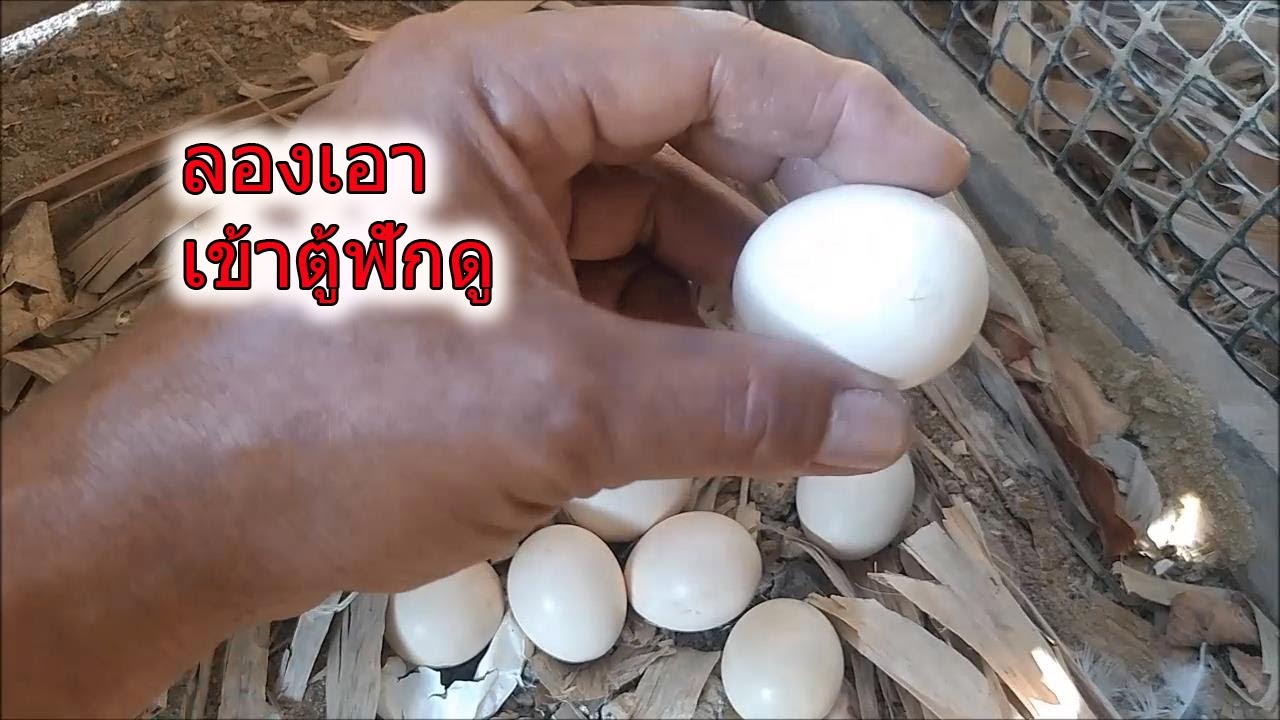แม่ไก่พาลูกออกจากรัง แต่ไข่ยังเหลือ