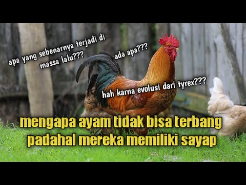 Video: Aplikasi Hari Ini: Ayam Tidak Bisa Terbang