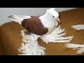 Göbekli Amcayı ziyaret Malatya Bol paçalı güvercinleri