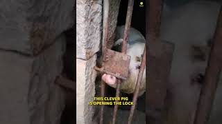 Pigs Are Filled With Wisdom (Must Watch)