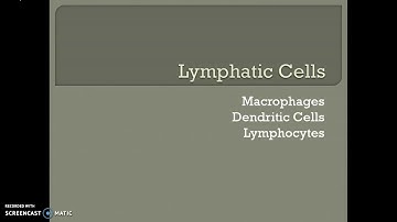 Lymphatic system part 2