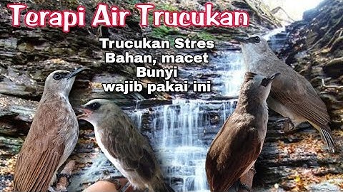 TERAPI TRUCUKAN STRES - TERAPI TRUCUK MACET BUNYI Dengan SUARA AIR & TRUCUKAN GACOR