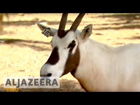 Video: Varför är oryx utrotningshotad?