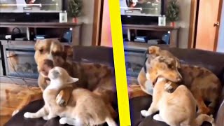 You laugh you loose | funny videos compilation | Animaly 187 by Animaly 4 views 11 months ago 5 minutes, 5 seconds