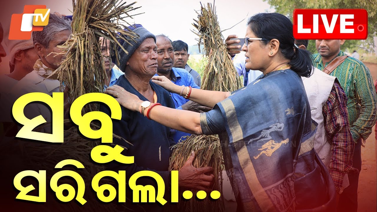LIVE | କ୍ଷେତରେ କାନ୍ଦିଲେ ଚାଷୀ | Farmers | Crop Damage | Odisha