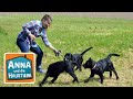 Labrador | Information für Kinder | Anna und die Haustiere