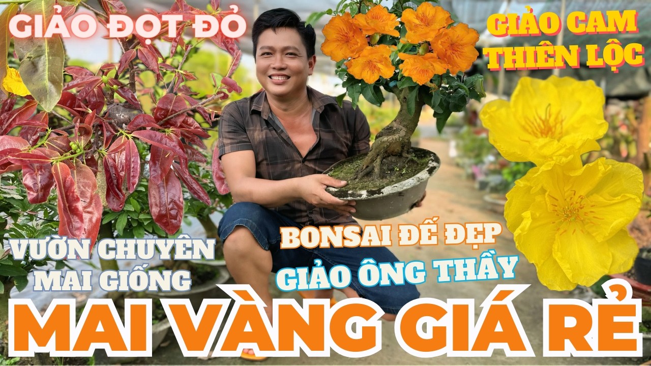 04-03 ANH HIỀN Giao Lưu Mai Vàng Giá Rẻ, Giảo Cam Thiên Lộc, Giảo Ông Thầy, Đọt Đỏ • THÀNH TRỌNG LÊ