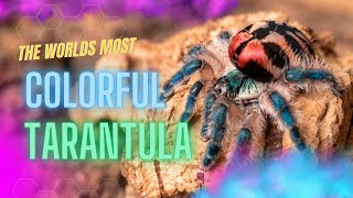 Discover The Brazilian Jewel Tarantula
