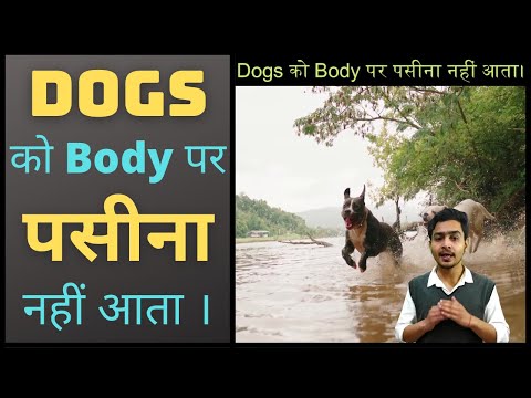 वीडियो: कुत्ते का शरीर कहाँ से आता है?