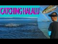 HOW to Catch Halalu (SMALL AKULE) | FISHING at ALA MOANA | Hawaii Fishing