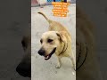 Golu ki vabe onisto kore#labrador #petshub #dog #shortsviral #mydog