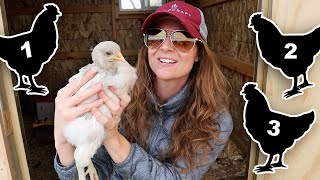 Building The Perfect Flock: The 5 Best Chicken Breeds For A Well Rounded Coop + Factors To Consider