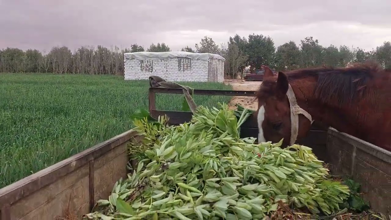 #ارض#زراعيه مساحه ١٠ فدان#قرية عبدالباسط عبدالصمد # ري ارتوازي$#