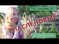 Биология | Паслёновые