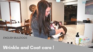 How to Clean an English Bulldogs Wrinkles  Tips and Tricks