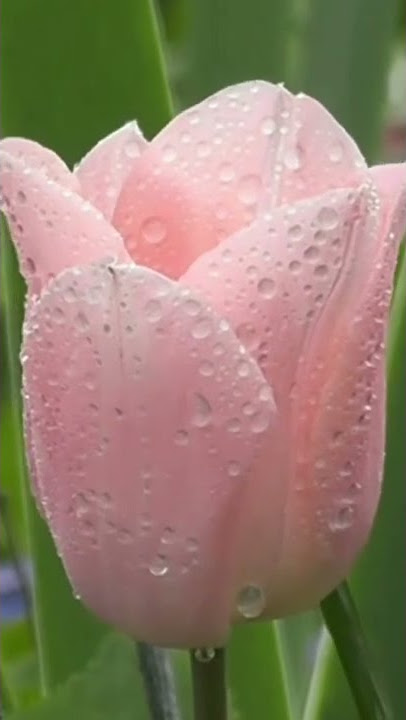 #short/rose ringtone l rose flower l rose ringtone download/message tone/