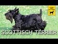 SCOTTISH TERRIER e SEALYAM TERRIER trailer documentario の動画、YouTube動画。