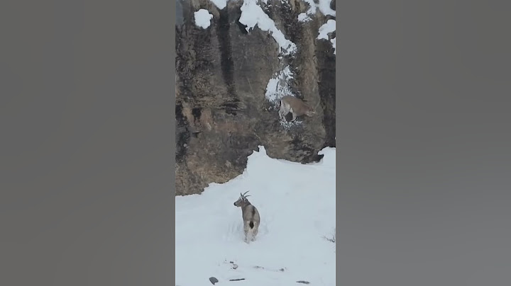 "Watch What Happens When This Snow Leopard Hunt Goes Wrong..."