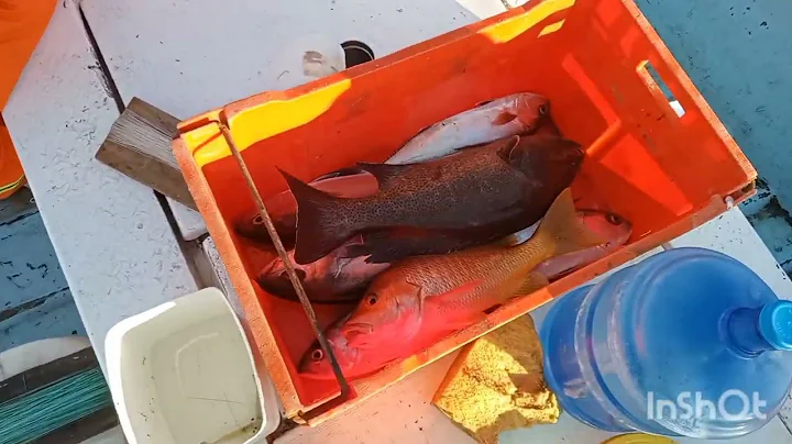 pesca de cabrilla y pargos en aresife en el campo pesquero el colorado Sinaloa