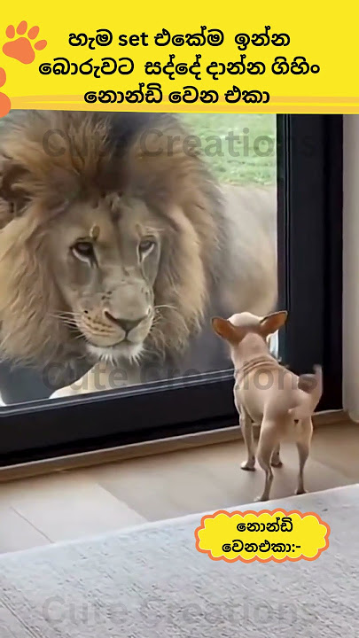 කවුද බම්ලෝ දොර ඇරියේ🤣🤣cat#funnyanimals#funny#cute#srilanka#shorts#short#trendingshorts#lankan#cats