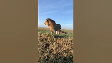 Simba Dume 