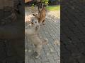 Kutte Ki Awaaz | Dog Voice | Dog Barking Sound | Dog Sound | Dog Barking | Dog #shorts