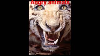 #angry animals?