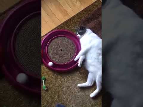 toys for lazy cats