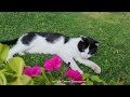 So Funny Cats!  Funniest Cats!  Katzen und Katzen Lustige. So cute Cat! The cat is resting!