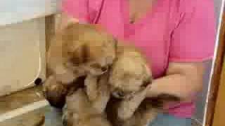 Hearthside Family Pets + Pekapoo Puppies