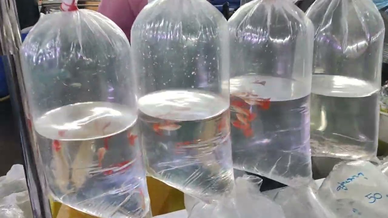 ขี่ 350 ไป ตลาดปลาจตุจักร