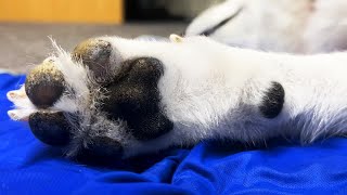 この肉球、何かがおかしい。