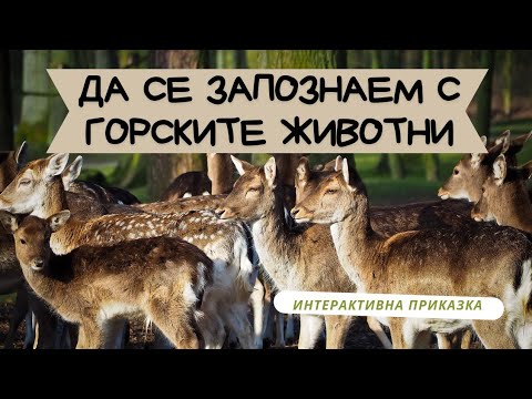 Видео: Какво пият горски животни през зимата