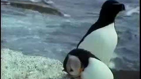 Razorbill - projectpuffin.org